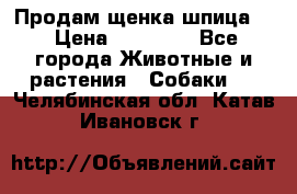 Продам щенка шпица.  › Цена ­ 15 000 - Все города Животные и растения » Собаки   . Челябинская обл.,Катав-Ивановск г.